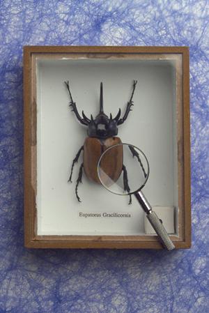 ガチャガチャの森｜多彩なカプセルトイと楽しい体験を提供するお店