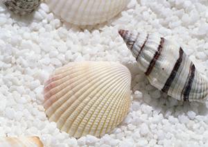 カタログでお皿を購入するならここ